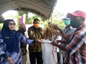 Walikota Tual serahkan bibit rumput laut kepada para petani rumput laut Dusun Vatraan