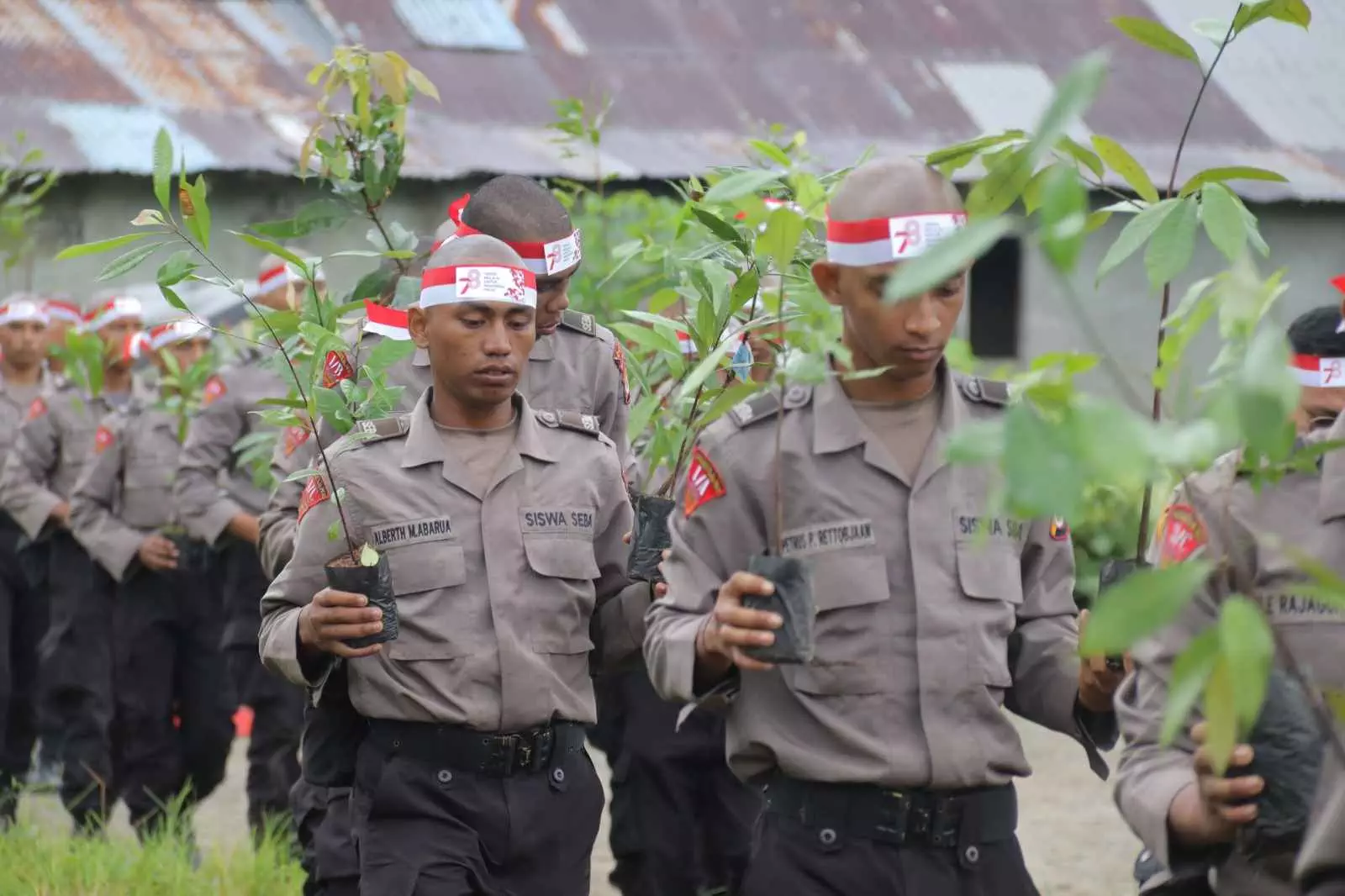 Meriahkan Hut Ri Ke Polda Maluku Tanam Seribu Pohon Media Tual News